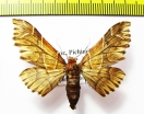 Geometridae sp.?  Ecuador - INSECTS-STORE.RU