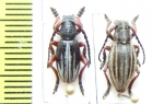 Dorcadion gallipolitanum, pair  Greece - INSECTS-STORE.RU