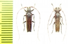 Neohebestola humeralis  Chile - INSECTS-STORE.RU