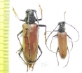Cerambycidae sp., pair  Costa Rica - INSECTS-STORE.RU