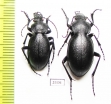 Carabus (Pachystus) tamsi, pair  Azerbaijan - INSECTS-STORE.RU