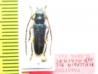 Phytoecia millefolii alziari, male  Cyprus  PARATYPUS - INSECTS-STORE.RU