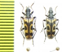 Evodinellus borealis, pair  Russia, Tver reg. - INSECTS-STORE.RU