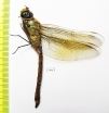 Odonata sp.  Russia, Daghestan reg. - INSECTS-STORE.RU