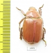 Chrysina arellanoi  Mexico - INSECTS-STORE.RU