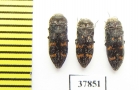 Acmaeoderella flavofasciata  Russia, Volgograd reg. - INSECTS-STORE.RU