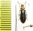 Tillus elongatus  Austria - INSECTS-STORE.RU