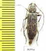Cerambycidae sp.  South Africa Rep. - INSECTS-STORE.RU