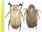 Polyphylla alba, pair  Russia, Astrakhan reg. - INSECTS-STORE.RU