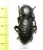 Zopheridae sp.  Mexico - INSECTS-STORE.RU