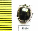 Tenebrionidae sp.  Malaysia, Borneo - INSECTS-STORE.RU