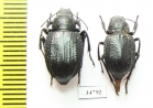 Diesia sexdentata sexdentata  Kazakhstan - INSECTS-STORE.RU