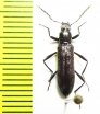 Tenebrionidae sp.  China, Jiangxi prov. - INSECTS-STORE.RU