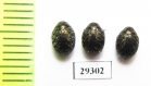 Cytilus sericeus  Russia, Tver reg. - INSECTS-STORE.RU