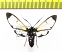 Erebidae sp.  Ecuador - INSECTS-STORE.RU