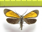 Erebidae sp.  Bolivia - INSECTS-STORE.RU