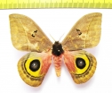 Saturniidae sp.  Ecuador - INSECTS-STORE.RU