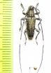 Colobothea naevigera  Peru - INSECTS-STORE.RU