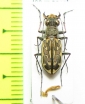 Lophyra neglecta intermedia  South Africa Rep. - INSECTS-STORE.RU