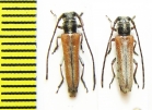 Phytoecia nivea  Uzbekistan - INSECTS-STORE.RU