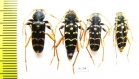 Plagionotus arcuatus  Russia, Kaluga reg. - INSECTS-STORE.RU