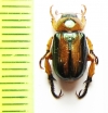Adoretosoma elegans  China, Jiangxi prov. - INSECTS-STORE.RU