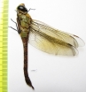 Odonata sp.  Russia, Daghestan reg. - INSECTS-STORE.RU