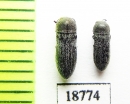 Acmaeoderella cinerea  Kirgizstan - INSECTS-STORE.RU