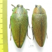 Steraspis sp.  Zambia - INSECTS-STORE.RU