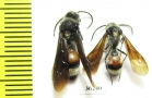 Mutillidae sp.  Russia, Astrakhan reg. - INSECTS-STORE.RU