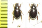 Phaeochrous philippinensis  Indonesia, Papua - INSECTS-STORE.RU