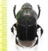 Heteronitis sp.  South Africa Rep. - INSECTS-STORE.RU