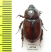 Dasygnathus blattocomes  Australia - INSECTS-STORE.RU