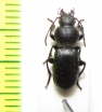 Eocarterus propagator  Tajikistan - INSECTS-STORE.RU