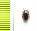 Monomma sp.  Peru - INSECTS-STORE.RU