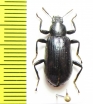 Tenebrionidae sp.  China, Hubei prov. - INSECTS-STORE.RU