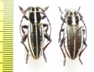 Dorcadion gebleri lukhtanovi, pair  Kazakhstan - INSECTS-STORE.RU