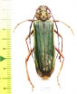 Chlorida sp.  Peru - INSECTS-STORE.RU