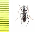 Tillomorpha lineoligera  Chile - INSECTS-STORE.RU