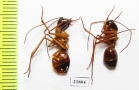 Formicidae sp.  Zambia - INSECTS-STORE.RU