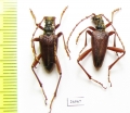 Akimerus schaefferi  Czech Rep. - INSECTS-STORE.RU