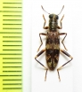 Cleridae sp.  Malaysia - INSECTS-STORE.RU