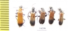 Prionoceridae sp.  Ethiopia - INSECTS-STORE.RU