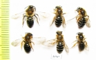 Hymenoptera sp.  Russia, Tver reg. - INSECTS-STORE.RU