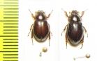 Phaeochrous philippinensis  Indonesia, Papua - INSECTS-STORE.RU