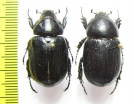 Dynastinae sp.  Ecuador - INSECTS-STORE.RU