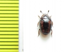 Monomma sp.  Peru - INSECTS-STORE.RU