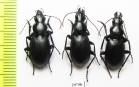 Pseudotaphoxenus sp.  Tajikistan - INSECTS-STORE.RU