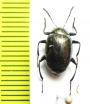 Amarygmus novior  Malaysia, Borneo - INSECTS-STORE.RU