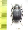 Diesia sexdentata termesiana  Uzbekistan - INSECTS-STORE.RU